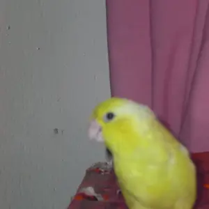 Paquito My Small Parrotlet