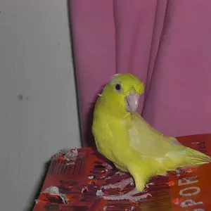 Paquito My Small Parrotlet