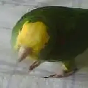 Hiram