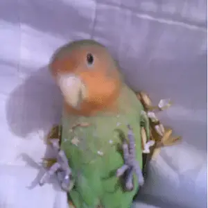 Skeeeeter.