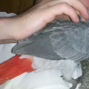 Baby Grey Enjoying Some Tickles