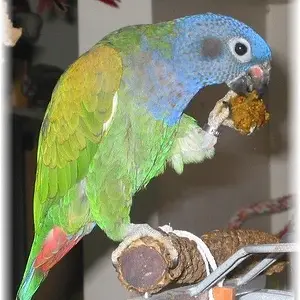 Dorabirdiebread