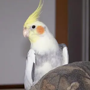 Jack