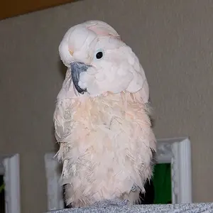 Cookie