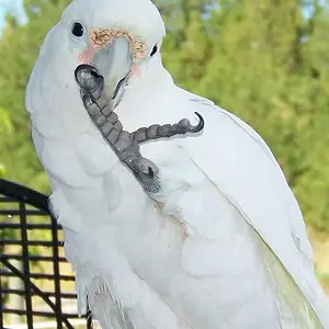 Hedwig