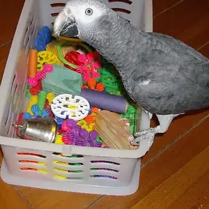 Echo With His Toy Box