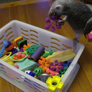Echo With His Toy Box