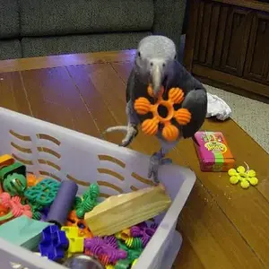 Echo With His Toy Box