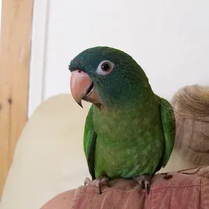 Willow The Blue Crowned Conure