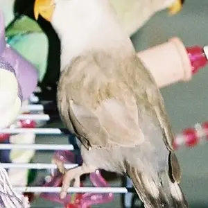 Grey Peachfaced Lovebird