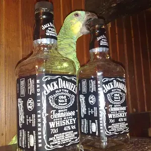My 6 Months Old Amazon Likes Jack Daniels