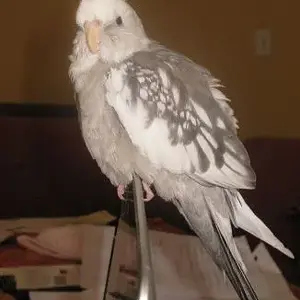 Cockatiel Mutation