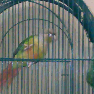 My New Conure