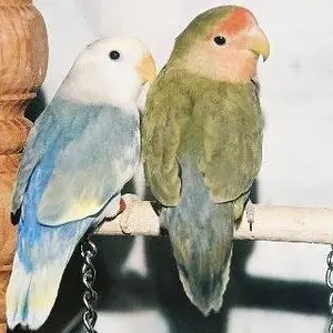 Gracie & George
