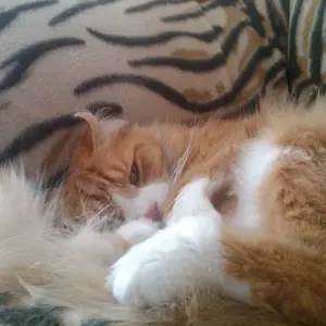 Marvin