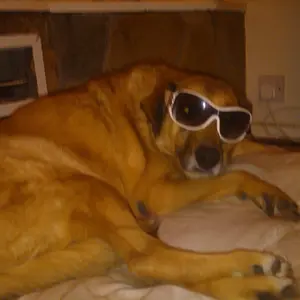 Tasha