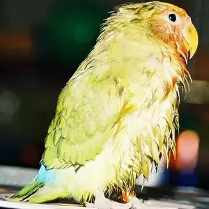 Bathtime for Birdie