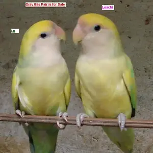 Should I Purchase Them ?