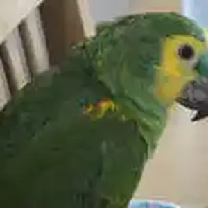 Louie