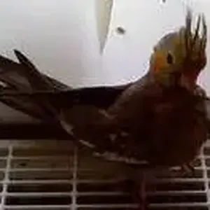Jasper Who Used To Be Jazmin