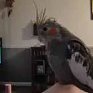 Jasper