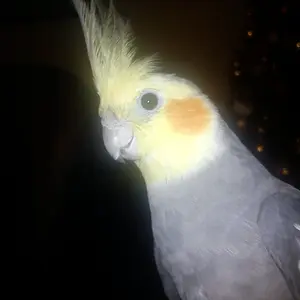 Jasper