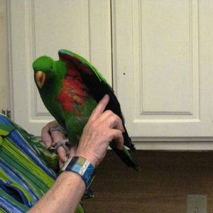 Samson The Eclectus