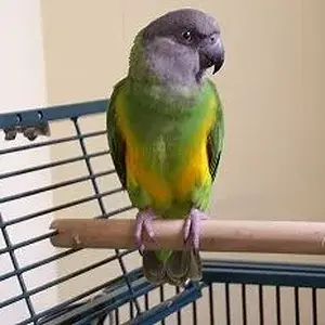 Tiki