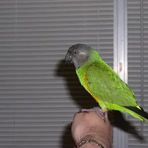 Here's Tiki