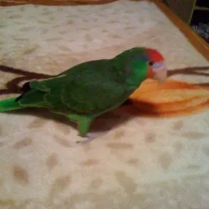 My Bird Is Missing