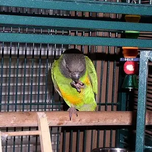 Tiki Enjoying A Snack Before Lights Out