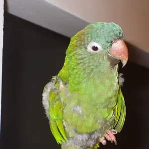 Ztandb