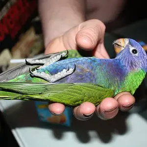 Bluey