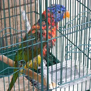 Rosey The Lorrie