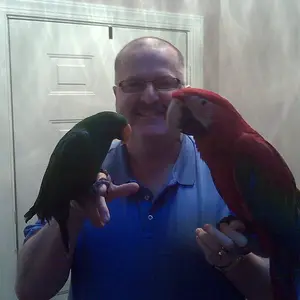 Gw Neleno, Eclectus Guapo 519199