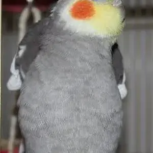 Iago
