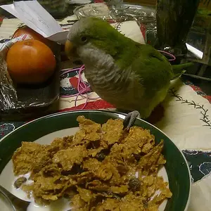 Cheech Eating Cereal