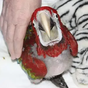 Mardy Mcgnaw At 9 Weeks (greenwing)