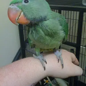 My Baby Lemmy
