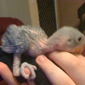 My Baby Lemmy