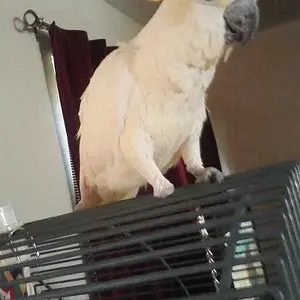 Sidney My Citron Cockatoo