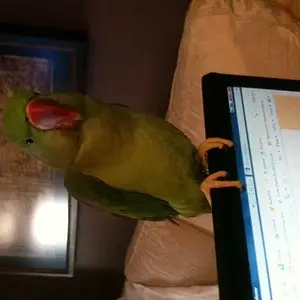 Albert