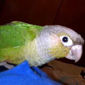 Freddie