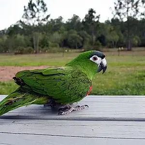 Savannah