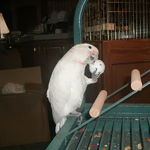Gandolf The Goffin Cockatoo
