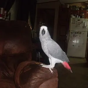 Theo The Cag