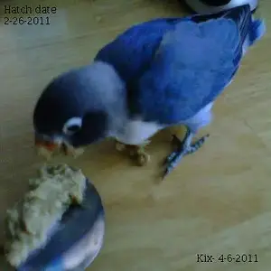Kix