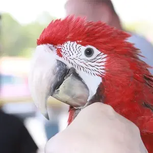 Mardy Mcgnaw At 14 Weeks (greenwing)