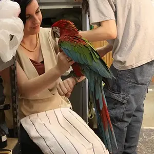 Mardy Mcgnaw At 15 Weeks (greenwing)