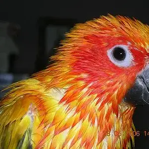 Wet Bird